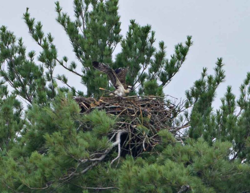 Osprey chick on the nest