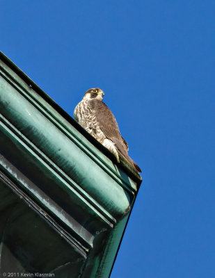 Peregrine Falcon - Nashua NH - February 23, 2011