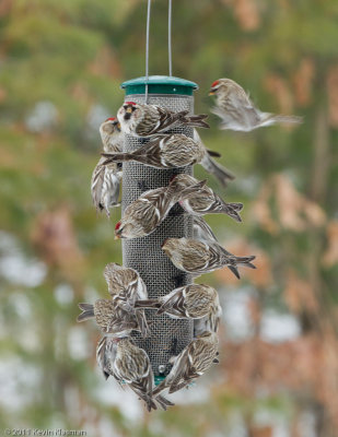 20110302_Heron-Pond_0057-1024px-96ppi.jpg