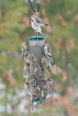 20110302_Heron-Pond_0108-1024px-96ppi.jpg