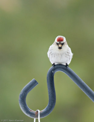 Hoary Redpoll?