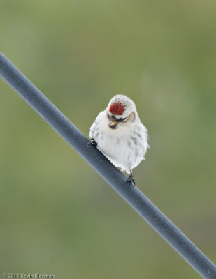 Hoary Redpoll?