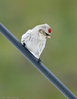 Redpoll Invasion in early March 2011