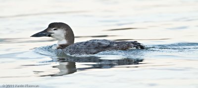 Common Loon (winter plumage)