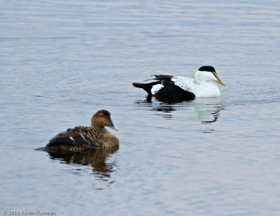 Common Eiders (f, m)