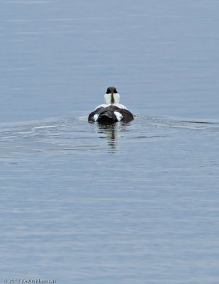 Common Eider (m)