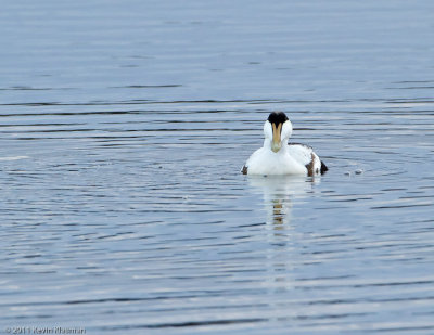 Common Eider (m)