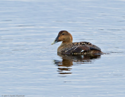 Common Eider (f)