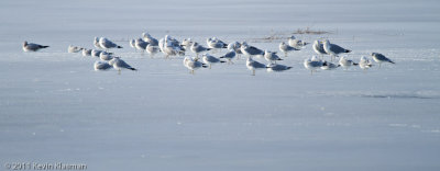 Gulls on Ice