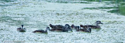 Mother Wood Duck with brood