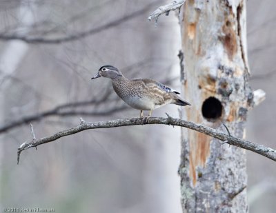 Female Wood Duck in tree near potential nest