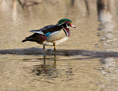 Wood Duck (m)