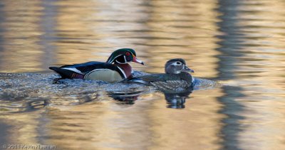 Wood Duck