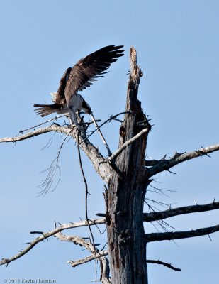 April 9, 2011 - Osprey return!