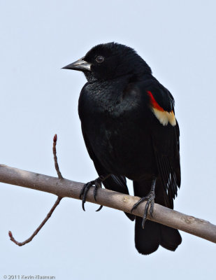 Red-winged Blackbird