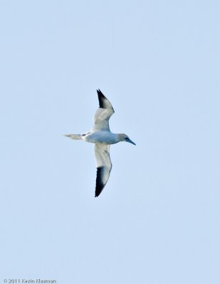 Northern Gannet - Falmouth MA - April 3, 2011