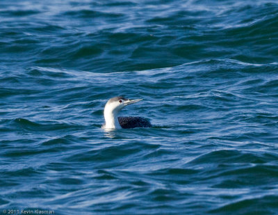 Red-throated Loon (winter) - Falmouth MA - April 3, 2011