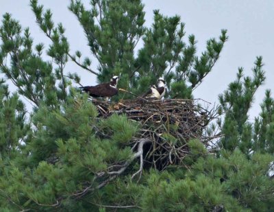 Osprey family on the nest