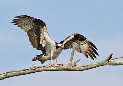 Male Osprey (Specs) comes close to pose for me