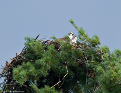 Mom (l) and chick (r) on nest