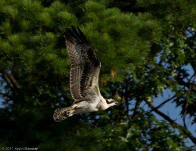 Enough of perching...let's fly some more! 