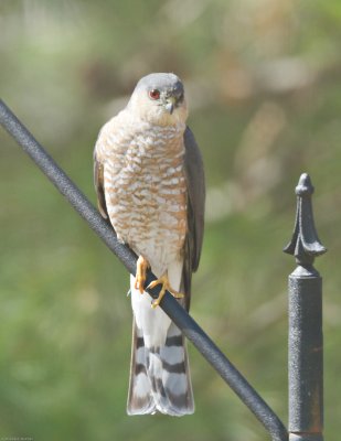 Sharp-shinned Hawk