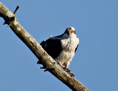 Specs male Osprey back for the 4th year