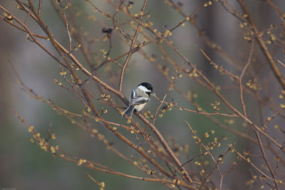 Black-capped chickadee