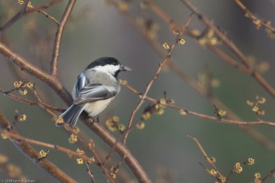 Black-capped chickadee with sunflower seed