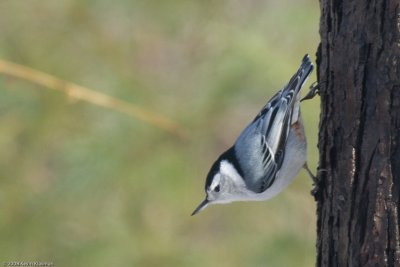 White-breasted nuthatch close-up