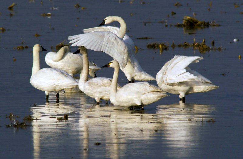 Tundra Swans