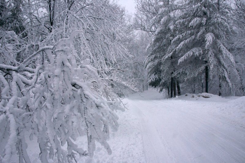 Roadside.jpg