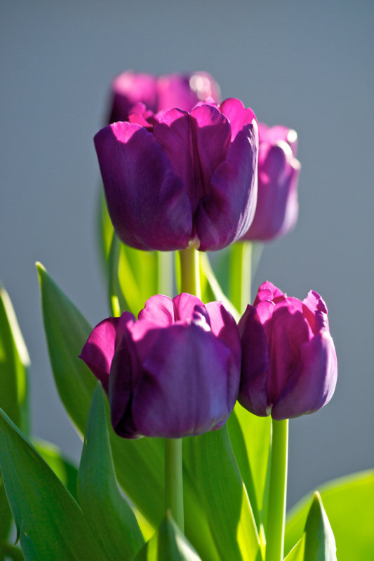 Purple Tulips