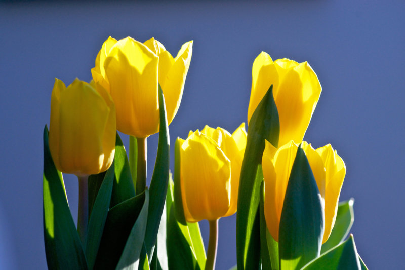 Yellow Tulips