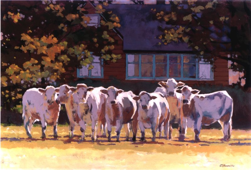 Cows