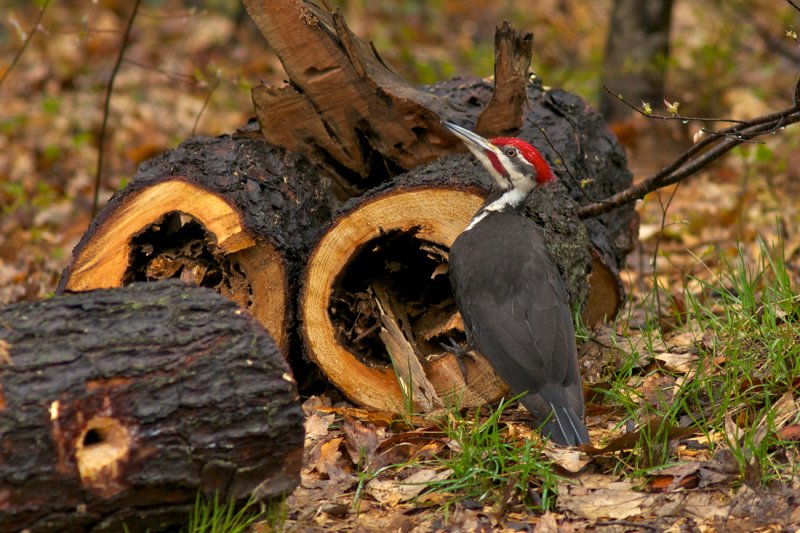 Pileated Woodpecker