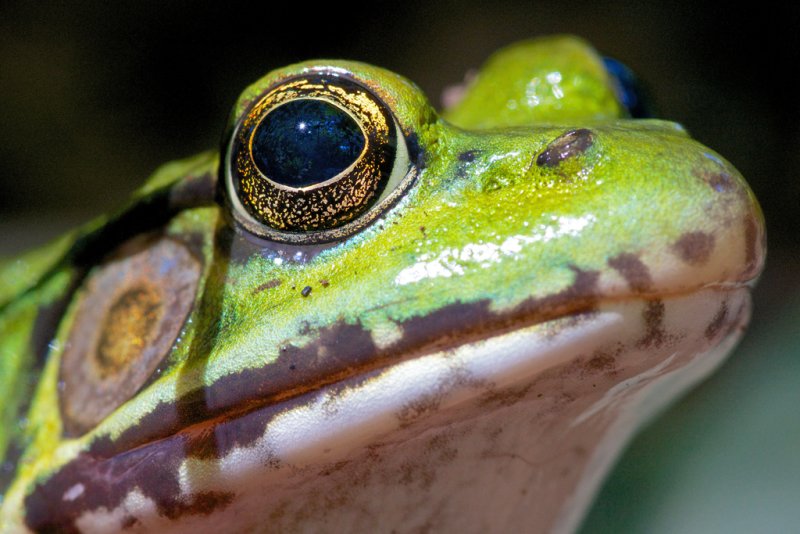 Eyes.jpg