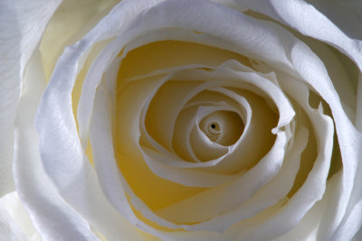 White Rose