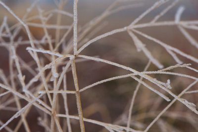 Frosty Grasses