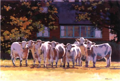 Cows