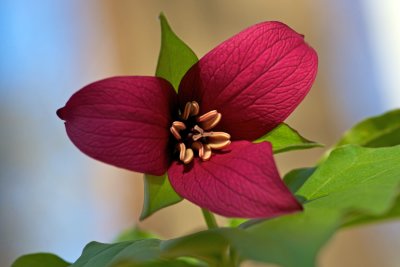 Red Trillium