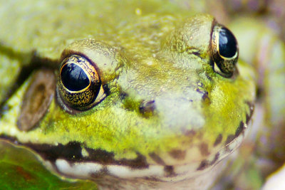 Frog Eyed