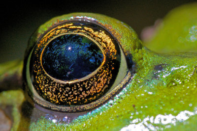 In a frogs eye