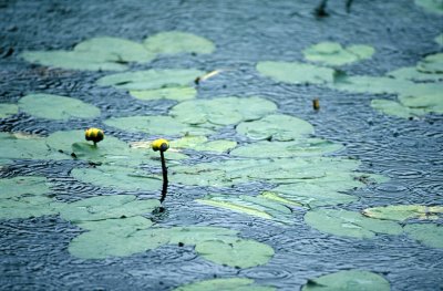 Rain, lilypads