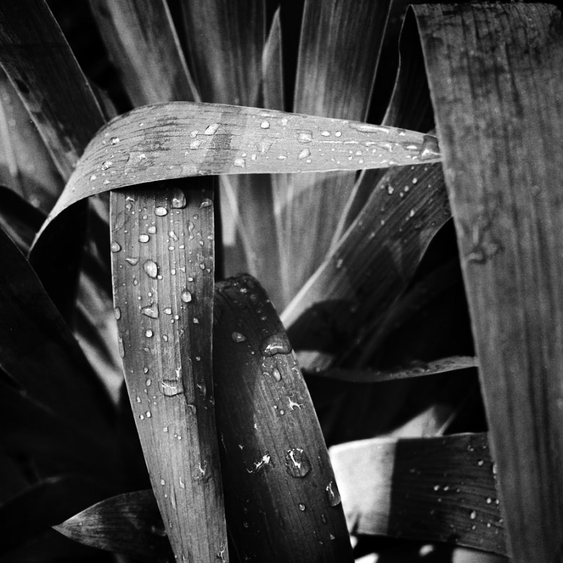 Iris Leaves 2