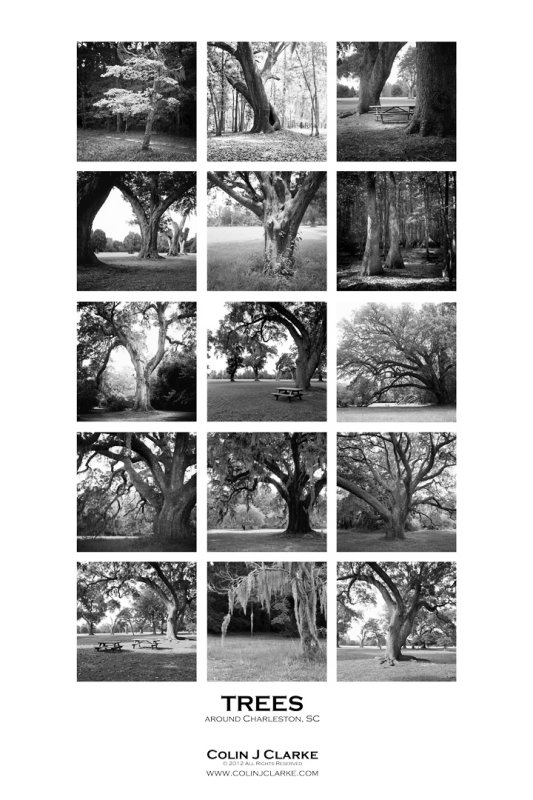 Trees around Charleston Poster 20x30