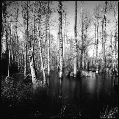 Black Water Cypress Swamp #2