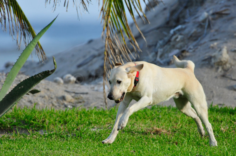 Turneffe Flats Belize 3-17-11 2289.JPG