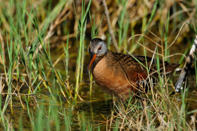 Brazoria County  2-25-11 0087.JPG