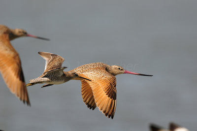 Brazoria County  2-25-11 0208.JPG